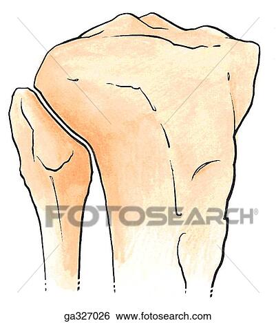 Proximal tibiofibular joint, anterolateral views. A. Oblique form. View Large Illustration Stock Illustration - Proximal tibiofibular joint, anterolateral views. A. Oblique form.. Fotosearch