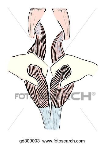Pull the two bellies of the gastrocneius forcefully apart to expose the underlying soleus muscle. View Large Illustration Drawing - Pull the two bellies of the gastrocneius forcefully apart to expose the underlying soleus muscle.. Fotosearch