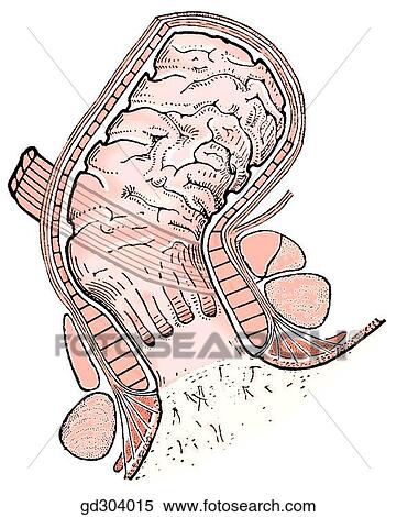 Rectum, anal canal and anal sphincter. View Large Illustration Stock Illustration - Rectum, anal canal and anal sphincter.. Fotosearch