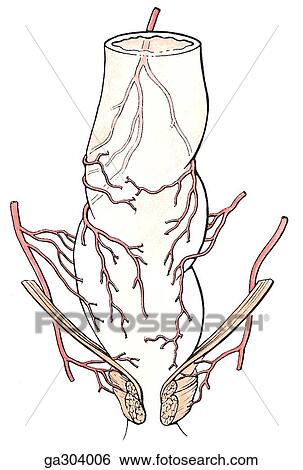 Rectum and anal canal. A. Arteries, anterior view. View Large Illustration Stock Illustration - Rectum and anal canal. A. Arteries, anterior view.. Fotosearch