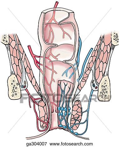 Stock Illustration - Rectum and anal canal. B. Venous drainage, coronal section.. Fotosearch
