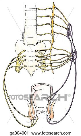 Rectum and anal canal. C. Innervation of rectum, anterior view. View Large Illustration Clip Art - Rectum and anal canal. C. Innervation of rectum, anterior view.. Fotosearch