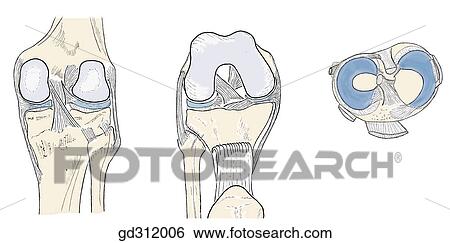 Stock Illustration - Right knee joint and associated structures.. Fotosearch