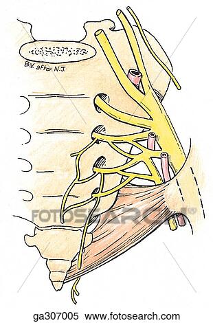 Sacral and coccygeal nerve plexuses. B. Anterior view. View Large Illustration Stock Illustration - Sacral and coccygeal nerve plexuses. B. Anterior view.. Fotosearch