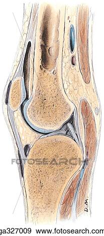 Stock Illustration - Sagittal section. A. Section through lateral aspect of intercondylar notch of femur.. Fotosearch