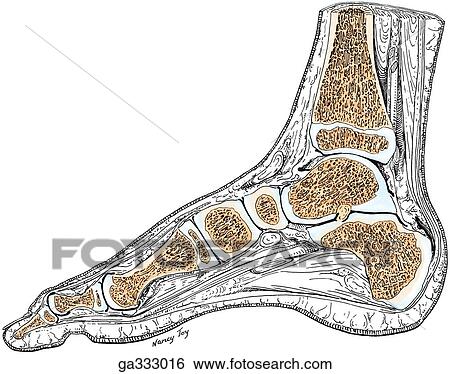 Stock Illustration - Sagittal sections through the foot. A. Foot of child age 4.. Fotosearch