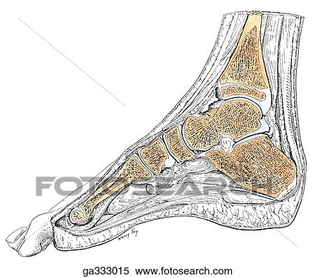 Sagittal sections through the foot. B. Foot of child age 10. View Large Illustration Stock Illustration - Sagittal sections through the foot. B. Foot of child age 10.. Fotosearch