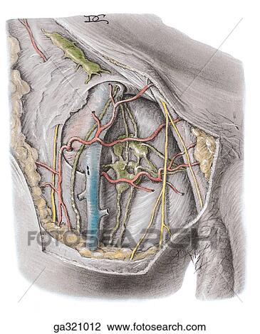 Saphenous opening, anterior view. View Large Illustration Drawing - Saphenous opening, anterior view.. Fotosearch