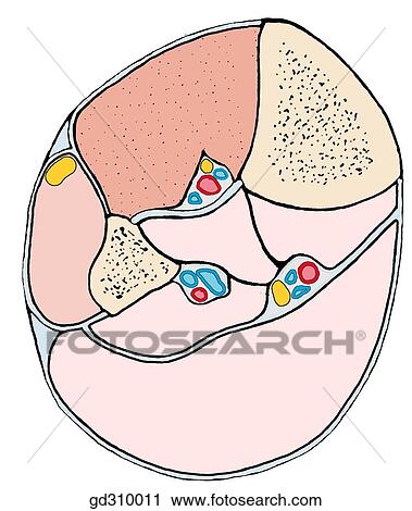 Schematic transverse section through the right leg. Note two bones, septa and three crural compartments with contents. View Large Illustration Clip Art - Schematic transverse section through the right leg. Note two bones, septa and three crural compartments with contents.. Fotosearch