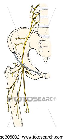 Scheme of motor distribution of the femoral nerve to the anterior muscle group of thigh. View Large Illustration Drawing - Scheme of motor distribution of the femoral nerve to the anterior muscle group of thigh.. Fotosearch