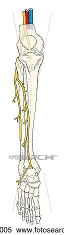 Scheme of motor distribution of the fibular (peroneal) nerve in the anterior and lateral crural compartments and the dorsum of the foot. View Large Illustration Stock Illustration - Scheme of motor distribution of the fibular (peroneal) nerve in the anterior and lateral crural compartments and the dorsum of the foot.. Fotosearch