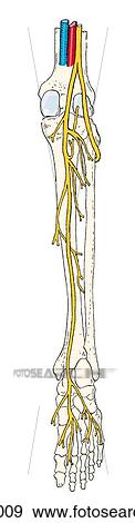 Stock Illustration - Scheme of motor distribution of the tibial nerve in the posterior crural compartment and in the sole of the foot.. Fotosearch