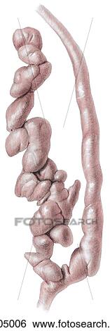 Seminal vesicles and prostate. A. Seminal vesicle, unraveled. The vesicle is a tortuous tube with numerous outpouchings. The ampulle of the deferent duct (vas deferens) has similiar outpouchings. View Large Illustration Stock Illustration - Seminal vesicles and prostate. A. Seminal vesicle, unraveled. The vesicle is a tortuous tube with numerous outpouchings. The ampulle of the deferent duct (vas deferens) has similiar outpouchings.. Fotosearch