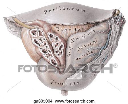 Seminal vesicles and prostate. B. Bladder, deferent, ducts, seminal vesicles, and prostate, posterior view. The left seminal vesicle and ampulla of the deferent duct are dissected free and sliced open; part of the prostate is cut away to expose the ejacul View Large Illustration Stock Illustration - Seminal vesicles and prostate. B. Bladder, deferent, ducts, seminal vesicles, and prostate, posterior view. The left seminal vesicle and ampulla of the deferent duct are dissected free and sliced open; part of the prostate is cut away to expose the ejacul. Fotosearch