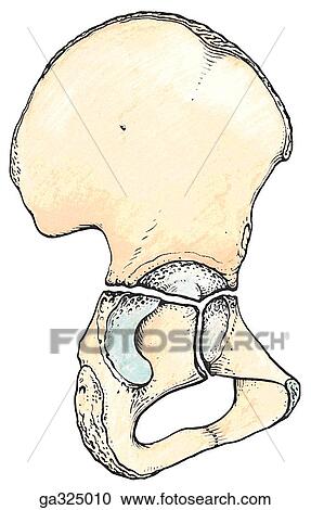 Clipart - Socket for head of femur. B. Hip bone in youth, lateral view. The three elements of the hip bone (os coxae) meet in the acetabulum at the triradiate synchondrosis.. Fotosearch