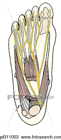 Drawing - Sole of foot. First layer of muscles and plantar nerves.. Fotosearch