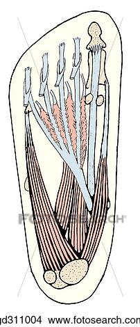 Sole of foot. Second layer of muscles displayed by removal of flexor digitorum brevis. View Large Illustration Stock Illustration - Sole of foot. Second layer of muscles displayed by removal of flexor digitorum brevis.. Fotosearch
