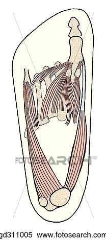 Stock Illustration - Sole of foot. Third layer of muscles displayed by reflection of flexor digitorum longus, quadrants plantae and lumbricals.. Fotosearch