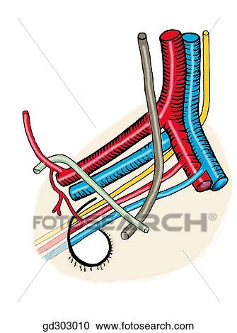 Structures on the lateral wall of the male pelvis. Note the medial position of the ureter and the ductus deferens. View Large Illustration Clipart - Structures on the lateral wall of the male pelvis. Note the medial position of the ureter and the ductus deferens.. Fotosearch