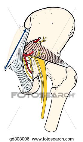 Stock Illustration - Structures passing through the greater sciatic foramen superior and inferior to the piriformis muscle (P).. Fotosearch