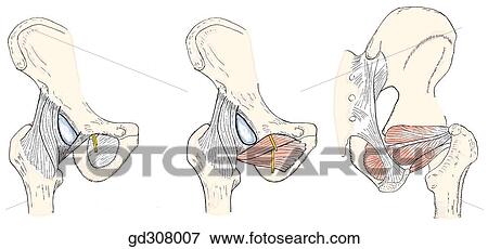 Structures related to the obturator foramen: obturator membrane, obturator nerve, obturator externus, and obturator internus with gemelli. View Large Illustration Stock Illustration - Structures related to the obturator foramen: obturator membrane, obturator nerve, obturator externus, and obturator internus with gemelli.. Fotosearch