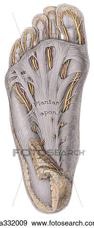 Superficial dissection of sole of foot. View Large Illustration Stock Illustration - Superficial dissection of sole of foot.. Fotosearch