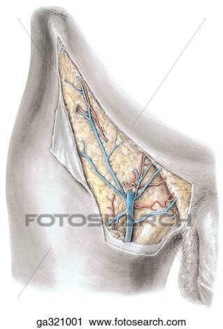 Superficial inguinal arteries and veins, anterior view. View Large Illustration Clip Art - Superficial inguinal arteries and veins, anterior view.. Fotosearch