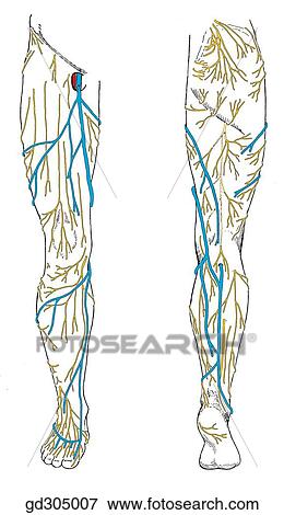 Stock Illustration - Superficial nerves and veins.. Fotosearch