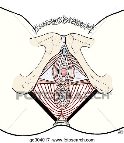 Superficial perineal space. Three paired muscles: superficial transverse perineal muscle, ischiocavernosus and bulbocavernosus. View Large Illustration Stock Illustration - Superficial perineal space. Three paired muscles: superficial transverse perineal muscle, ischiocavernosus and bulbocavernosus.. Fotosearch