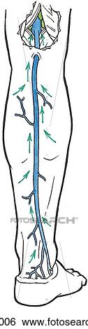 Superficial veins of lower limb. B. Anteromedial view. View Large Illustration Stock Illustration - Superficial veins of lower limb. B. Anteromedial view.. Fotosearch
