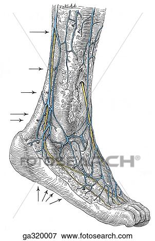Superficial veins of lower limb. C. Lateral view. View Large Illustration Stock Illustration - Superficial veins of lower limb. C. Lateral view.. Fotosearch