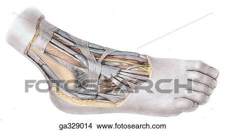 Synovial sheaths and tendons at ankle. B. Synovial sheaths of tendons at ankle, anterolateral view. View Large Illustration Stock Illustration - Synovial sheaths and tendons at ankle. B. Synovial sheaths of tendons at ankle, anterolateral view.. Fotosearch