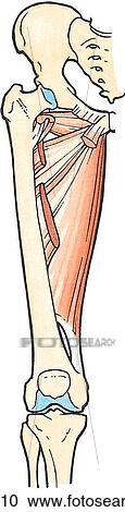 Table 5. 2. Medial thigh muscles. View Large Illustration Clipart - Table 5. 2. Medial thigh muscles.. Fotosearch