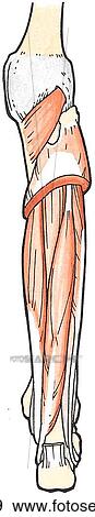 Stock Illustration - Table 5. 8. Deep muscles of the posterior compartment of the leg.. Fotosearch
