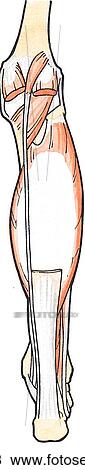 Table 5. 8. Muscles of the posterior compartment of the leg. View Large Illustration Stock Illustration - Table 5. 8. Muscles of the posterior compartment of the leg.. Fotosearch