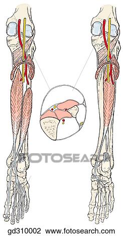 Drawing - The deep muscle group of the posterior crural ompartment.. Fotosearch