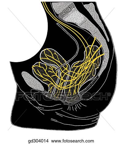 The female pelvic plexus (inferior hypogastric plexus). View Large Illustration Stock Illustration - The female pelvic plexus (inferior hypogastric plexus).. Fotosearch