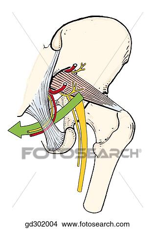 The green arrow, together with the pudendal nerve and internal pudendal artery, passes through the lesser sciatic foramen into the ischioanal fossa. View Large Illustration Stock Illustration - The green arrow, together with the pudendal nerve and internal pudendal artery, passes through the lesser sciatic foramen into the ischioanal fossa.. Fotosearch