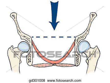 The pelvic floor on coronal section. View Large Illustration Stock Illustration - The pelvic floor on coronal section.. Fotosearch