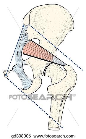 The reference line in the gluteal region is the readily defined inferior border of the piriformis muscle (P). The position of the glueus maximus is indicated by dotted lines. View Large Illustration Stock Illustration - The reference line in the gluteal region is the readily defined inferior border of the piriformis muscle (P). The position of the glueus maximus is indicated by dotted lines.. Fotosearch