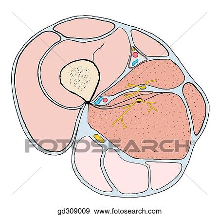 The three principal muscle groups of the thigh and their respective motor nerve territories. View Large Illustration Stock Illustration - The three principal muscle groups of the thigh and their respective motor nerve territories.. Fotosearch