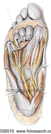 Third layer of muscles of sole of foot. View Large Illustration Clipart - Third layer of muscles of sole of foot.. Fotosearch