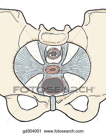 Transverse cervical ligament and other supportive ligaments of pelvic organs. View Large Illustration Clip Art - Transverse cervical ligament and other supportive ligaments of pelvic organs.. Fotosearch