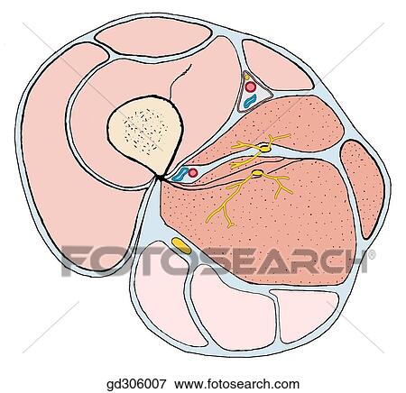 Transverse section of the right thigh, including the adductor canal and its contents. The three muscle groups of the thigh are anterior, medial and posterior. View Large Illustration Stock Illustration - Transverse section of the right thigh, including the adductor canal and its contents. The three muscle groups of the thigh are anterior, medial and posterior.. Fotosearch