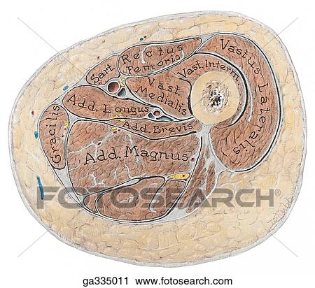 Transverse section of thigh. A. Dissection. View Large Illustration Clip Art - Transverse section of thigh. A. Dissection.. Fotosearch