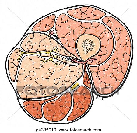 Transverse section of thigh. B. Diagram. View Large Illustration Clipart - Transverse section of thigh. B. Diagram.. Fotosearch