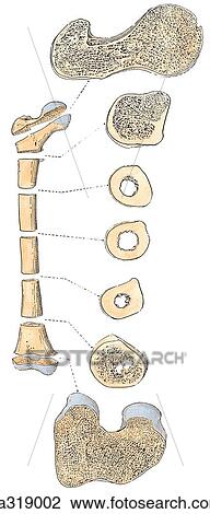 Drawing - Transverse section through femur. B. Transverse section.. Fotosearch