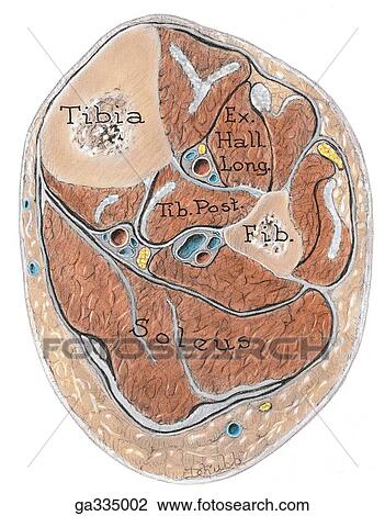 Transverse section through leg. A. Dissection. View Large Illustration Drawing - Transverse section through leg. A. Dissection.. Fotosearch