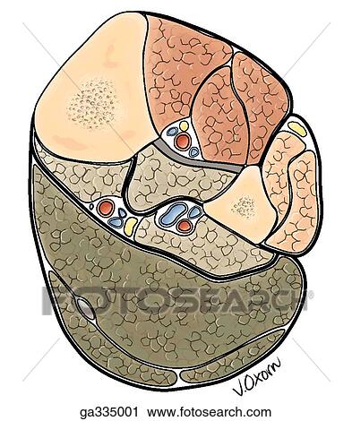 Transverse section through leg. B. Diagram. View Large Illustration Clip Art - Transverse section through leg. B. Diagram.. Fotosearch