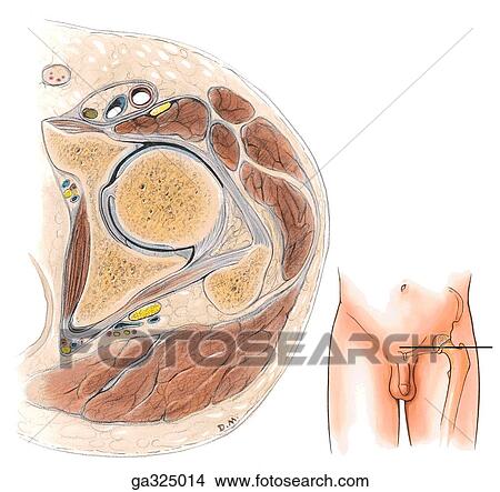 Transverse section through thigh at level of hip joint. A. Transverse section. Insert image indicates level of dissection. View Large Illustration Stock Illustration - Transverse section through thigh at level of hip joint. A. Transverse section. Insert image indicates level of dissection.. Fotosearch